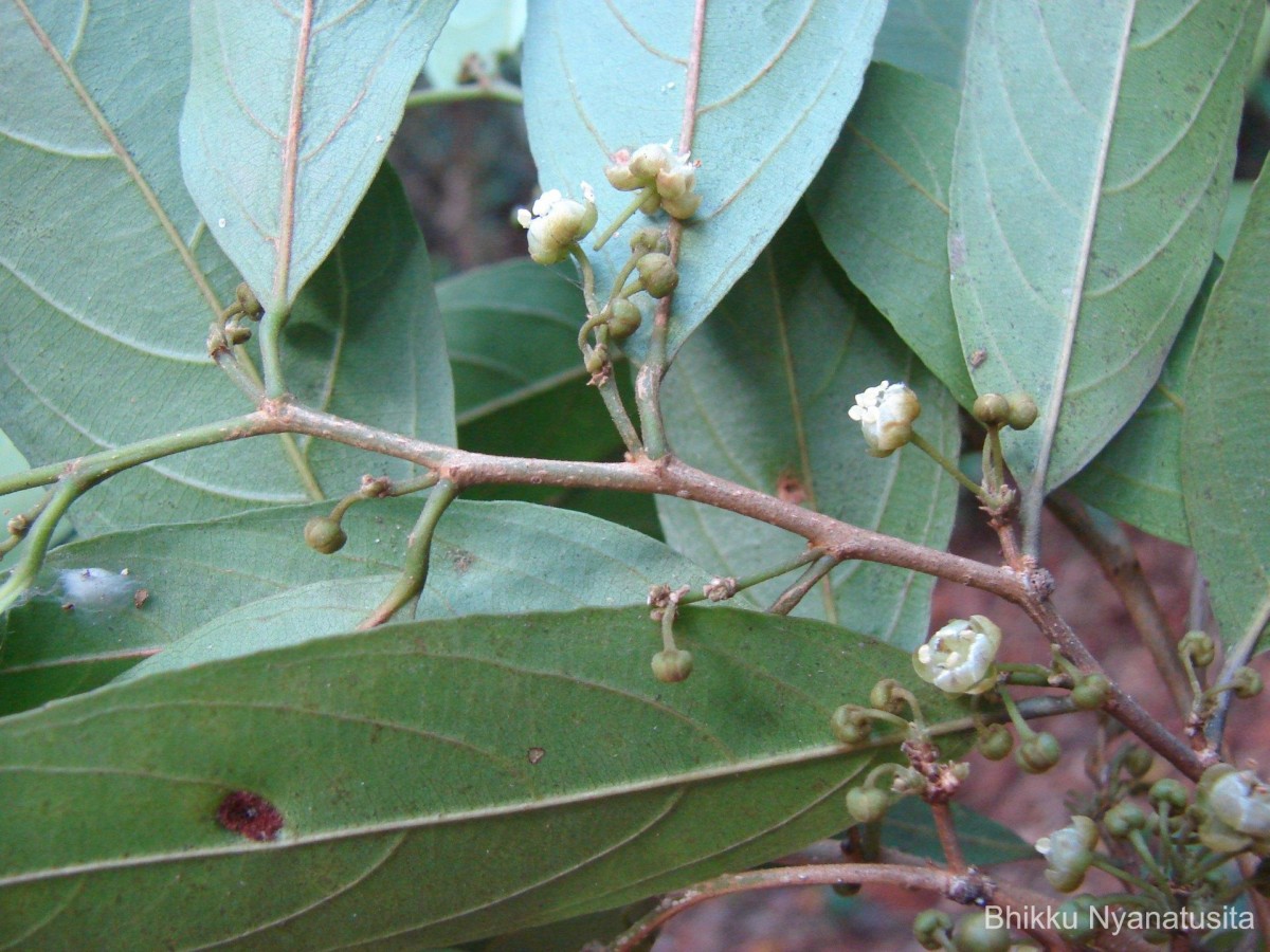 Hydnocarpus venenatus Gaertn.